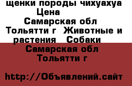 щенки породы чихуахуа › Цена ­ 5000.. - Самарская обл., Тольятти г. Животные и растения » Собаки   . Самарская обл.,Тольятти г.